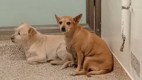 Peanut 9y A721903 Pistachio 5y A728769 Tiffany Shih Tzu Coco, Pugs kennel 85 PACC shelter20251130911