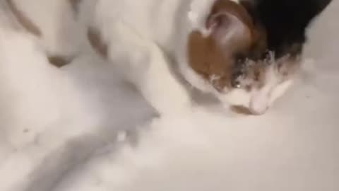 Snow ??? , no Thanks