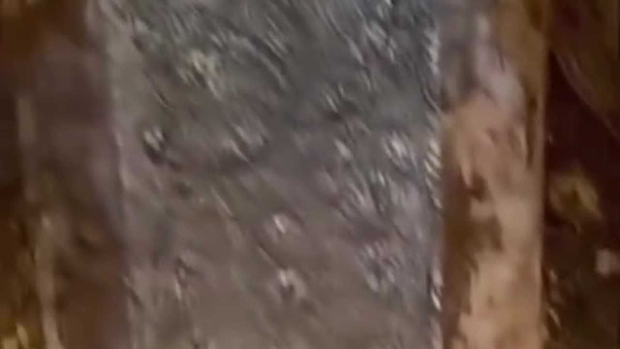 The Shell Grotto in Kent England a man in 1835 was digging a duck pond and uncovered a tunnel with a mosaic made from 4.6 million shells