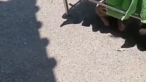 “Orange Cat Thinks He’s the King! 😂 Oyen vs Tabby’s Epic Wrestling Match of Love & Chaos!”