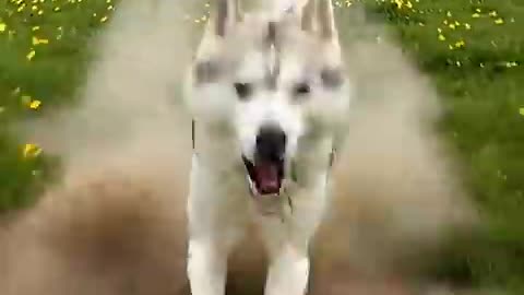 Animal warning to humans