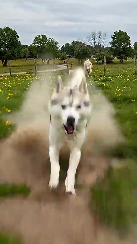 Animal warning to humans