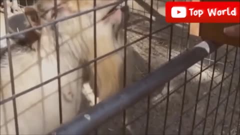 Goat's screaming like human 🐐 🐐 Try not to Laugh 😹😹😹😂😂😂