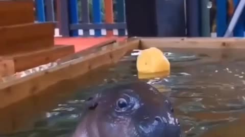 Baby hippos are the cutest! ☺️