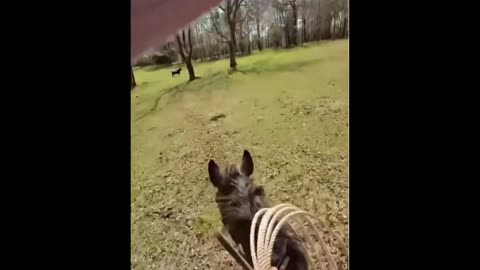 Daddy Goat 24/7 - Out Of Context Memes & Videos