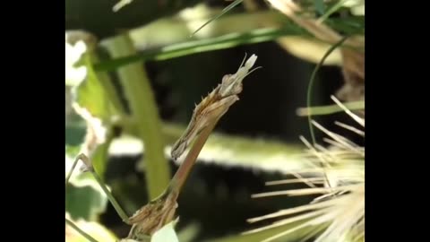 Conehead Mantis – The Master of Camouflage in Action!