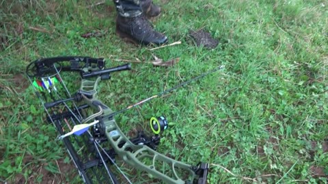 Bow hunting fallow deer