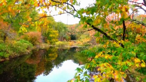 Fall Foliage