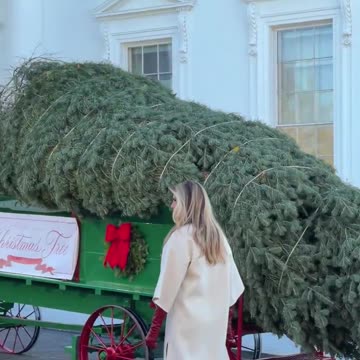 The First Lady welcomes and inspects the official White House Christmas Tree! 🎄