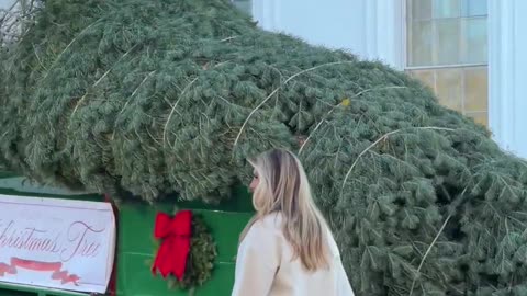 The First Lady welcomes and inspects the official White House Christmas Tree! 🎄