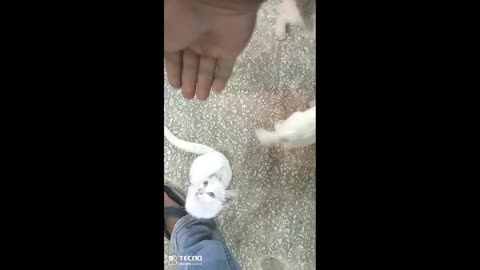 You can't work without playing with them in the morning.