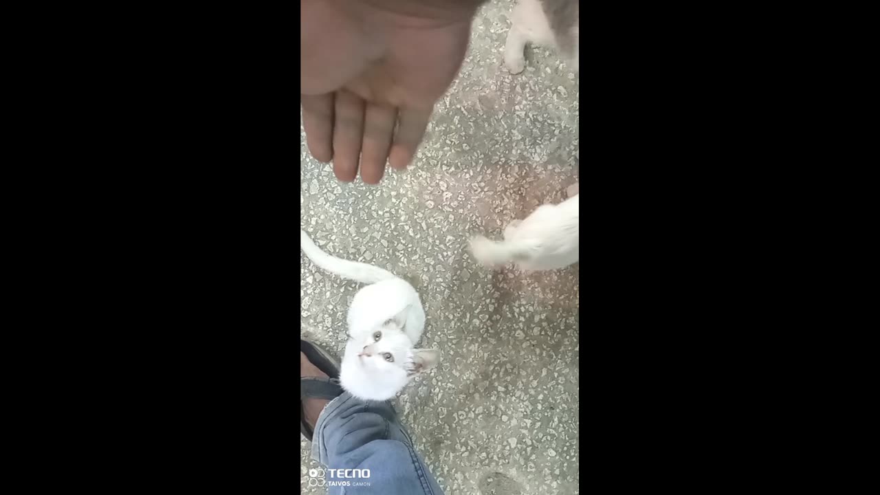 You can't work without playing with them in the morning.