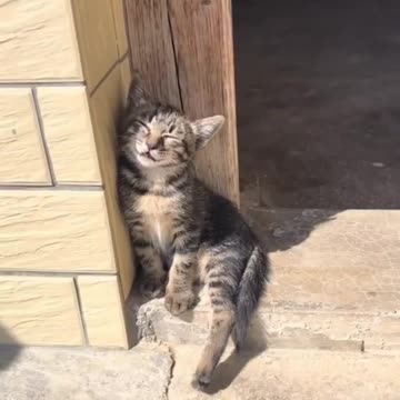 How My Cat Does It vs. Other Cats😾