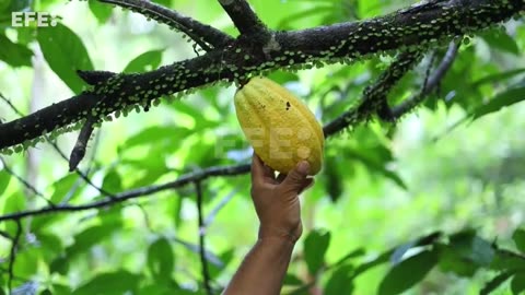 Un indígena representa a Panamá en España por su cosecha orgánica de cacao