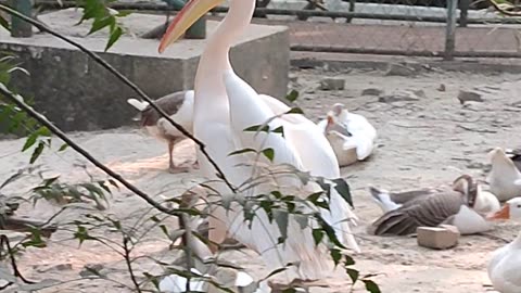 Kanpur (Uttar Pradesh) Zoo, India