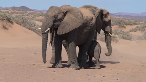 Mother feed by baby elephant