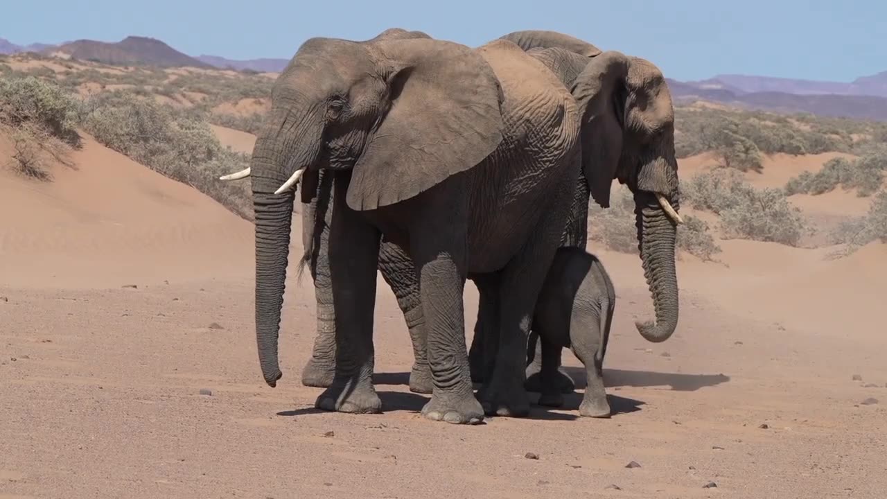 Mother feed by baby elephant