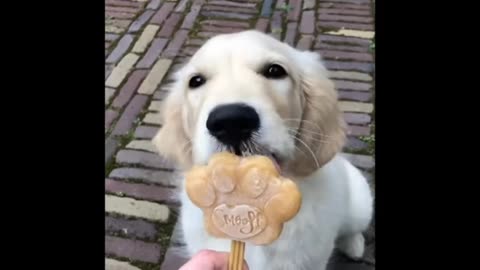 Dog eating ice-cream fanny moments video