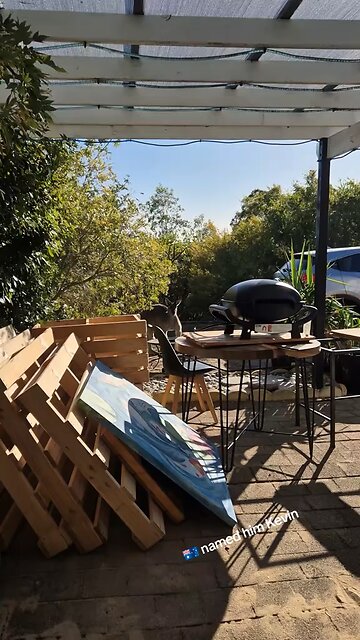 Australian kangaroo 🦘 🇦🇺