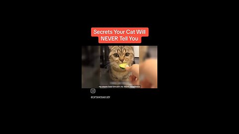 secrets your cat will never tell you 😭😭
