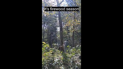 Its firewood season