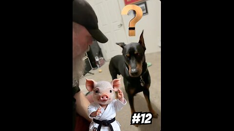 VaderTheDobie Reacts #12: The Karate Pig Dad Joke 🐷🥋🤣