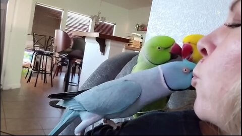 The FUNNIEST Pet Videos of the year! 🤣 | BEST Compilation