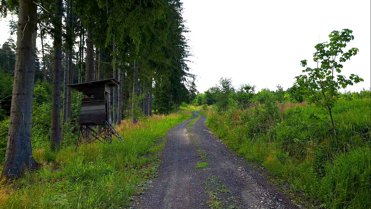 Walk In The Hunting Area - Walking Meditation No Music ASMR