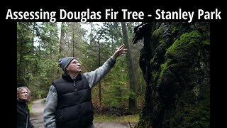 Assessing Douglas Fir Tree - Stanley Park