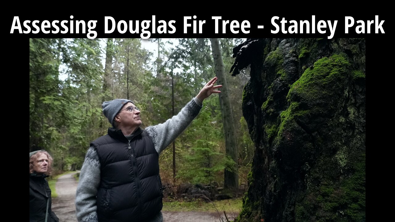 Assessing Douglas Fir Tree - Stanley Park