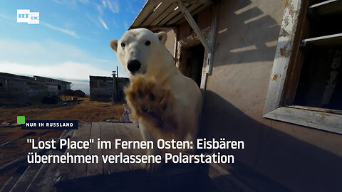 "Lost Place" in Russlands Fernem Osten: Eisbären übernehmen verlassene Polarstation 
