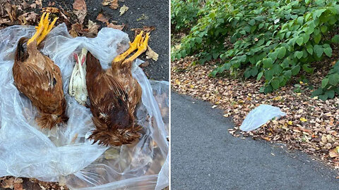 Mutilated Birds Found Drained of Blood in NY as Dark Rituals & Cult-Like Killings Suspected