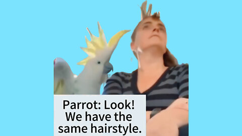 Funny parrot videos