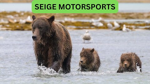Katmai National Park Bear Feeding Live Stream!