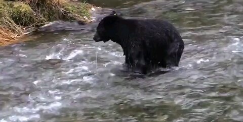 Benny the Bear Fish-Catching