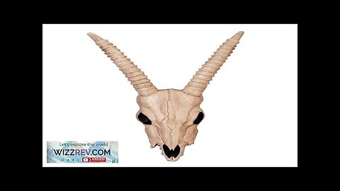 Gazelle Skeleton Skull Creepy Decoration Review