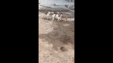 Adorable puppies Playing