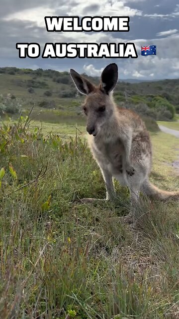 Beautiful kangaroos