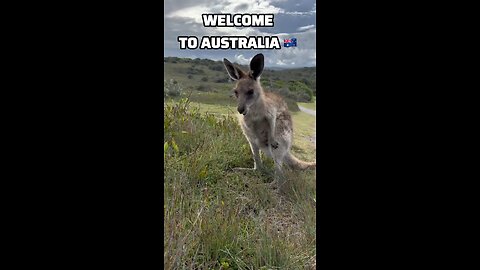 Beautiful kangaroos