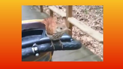 Bird rides on stroller! Walking Group adventure.