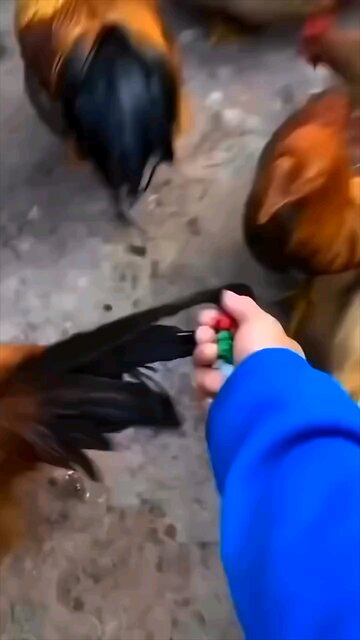 😂🐔🥶