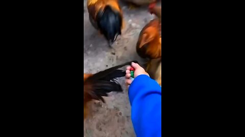 😂🐔🥶