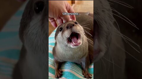 Top 18 otter moments