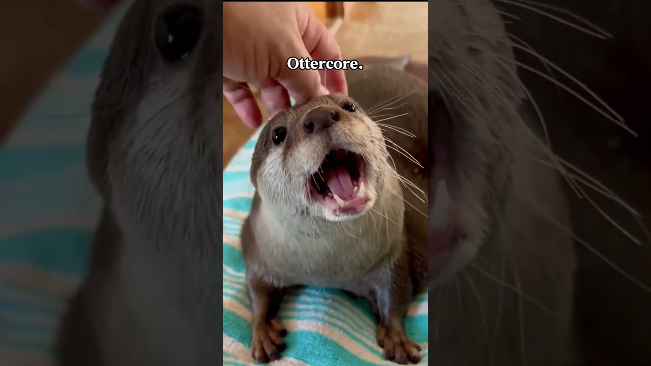 Top 18 otter moments