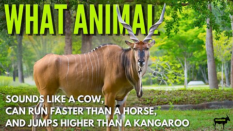 What Animal Sounds Like a Cow Can Run Faster Than a Horse & Jumps Higher Than a Kangaroo?