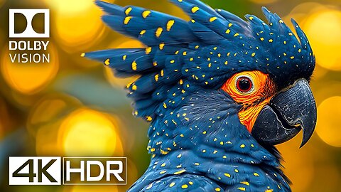 BEST OF Dolby Vision HDR 4K Video ULTRA HD (60 FPS)