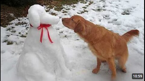 I Can’t Stop Laughing Watching Dogs See Snow for the First Time 🤣