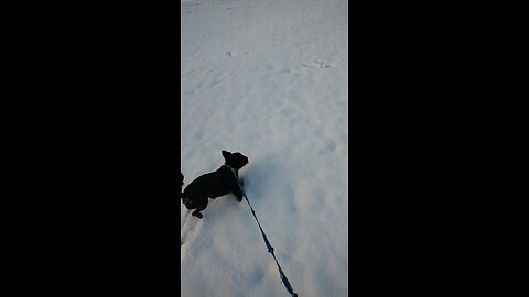 Zoomies in the snow