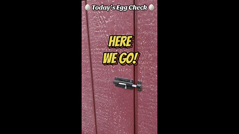 🥚 Yesterday’s Egg Check! 🥚