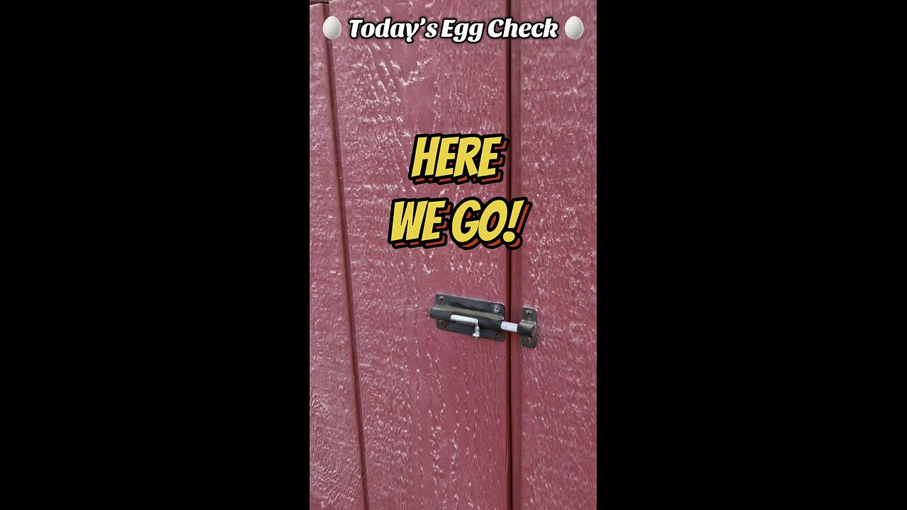 🥚 Yesterday’s Egg Check! 🥚